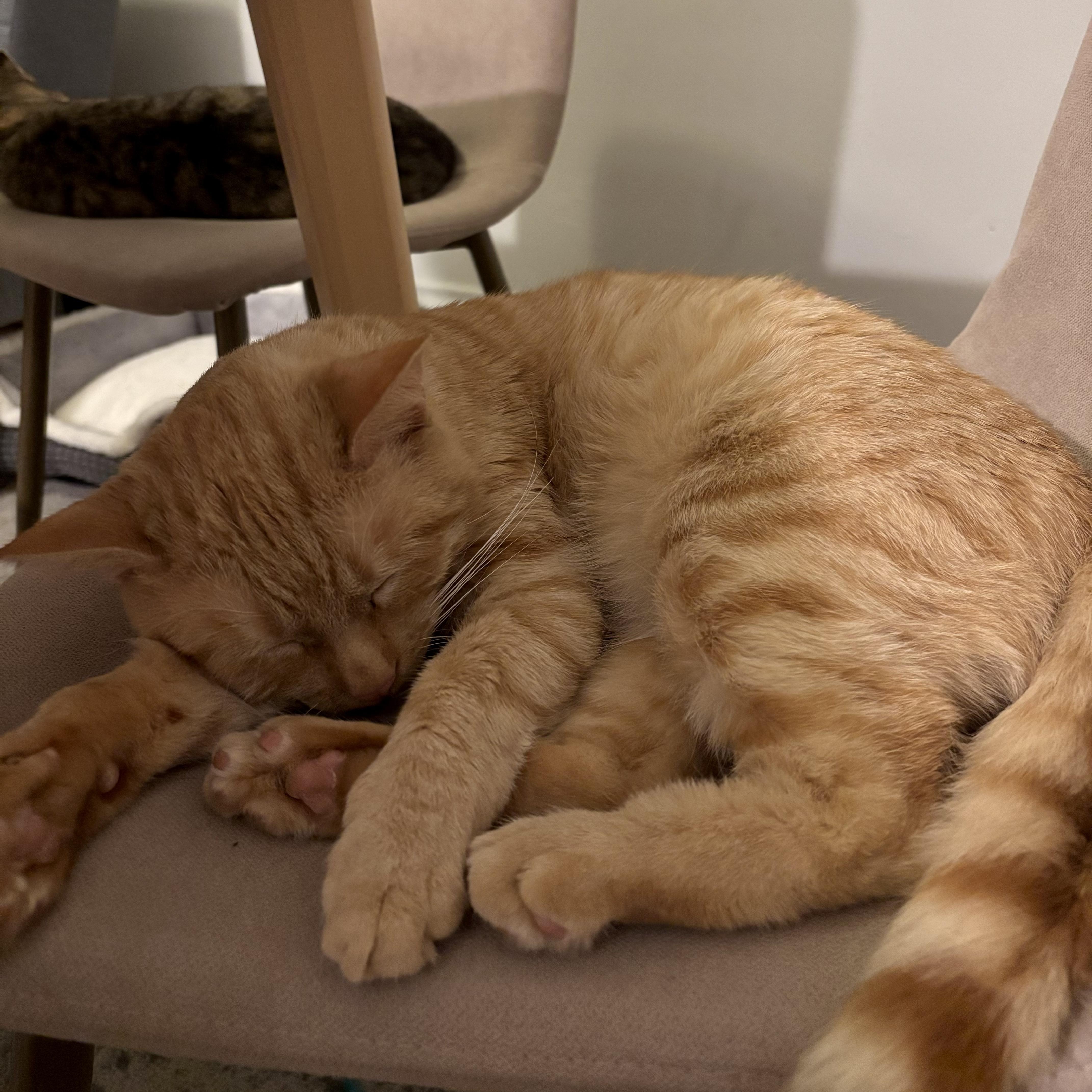 Gregor (and Felicia, bonded pair), Adoptable, Young Male Domestic Short Hair.