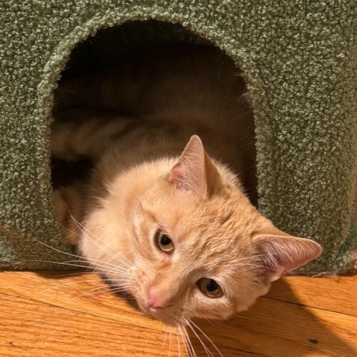 Gregor (and Felicia, bonded pair), a Adoptable mixed breed in Chicago, IL image 2/5