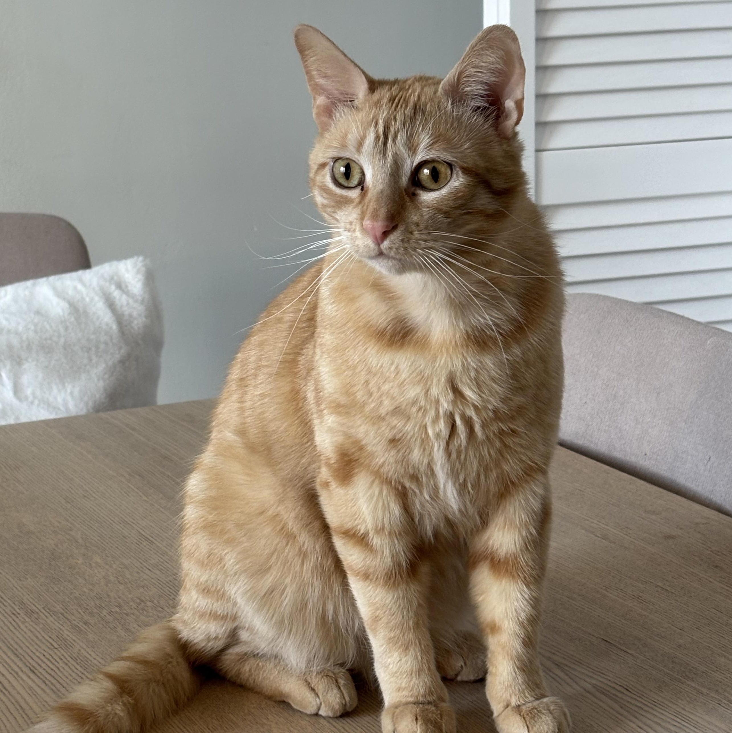 Gregor (and Felicia, bonded pair), a Adoptable mixed breed in Chicago, IL image 3/5