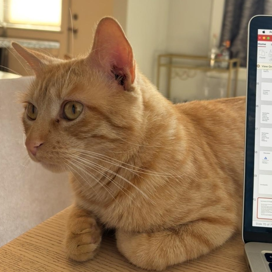 Gregor (and Felicia, bonded pair), a Adoptable mixed breed in Chicago, IL image 4/5