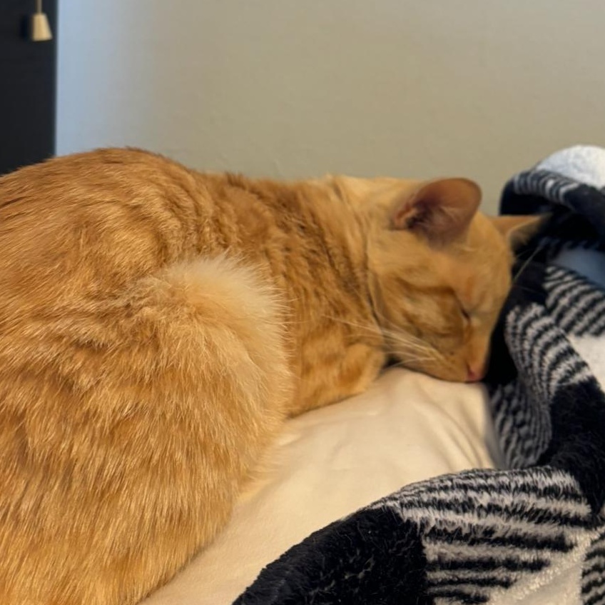 Gregor (and Felicia, bonded pair), a Adoptable mixed breed in Chicago, IL image 5/5