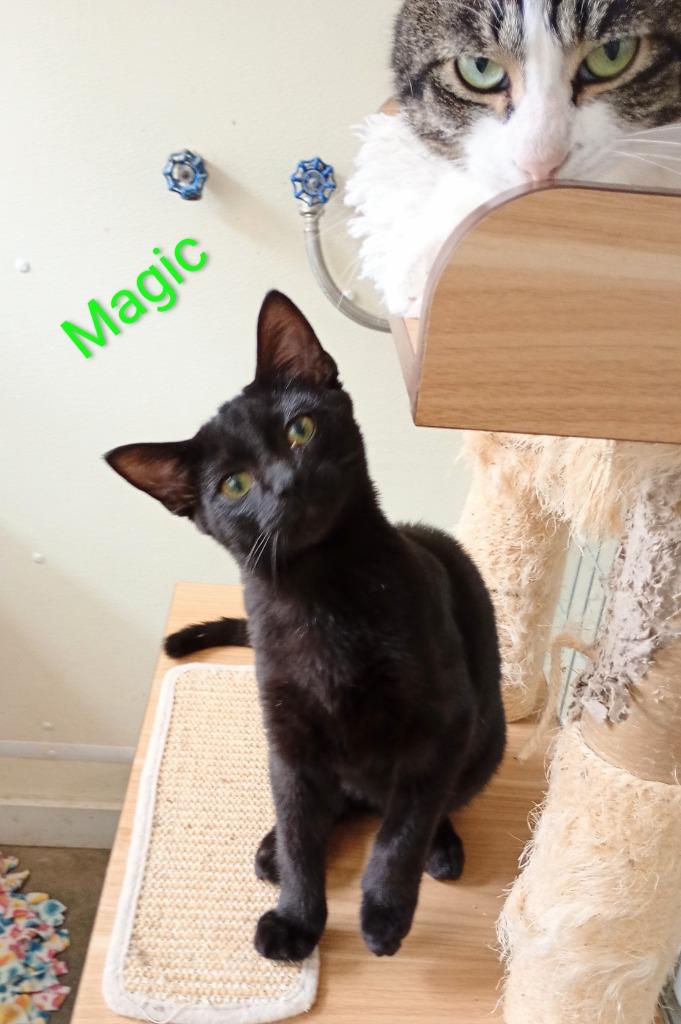Magic, Adoptable, Kitten Male Domestic Short Hair.