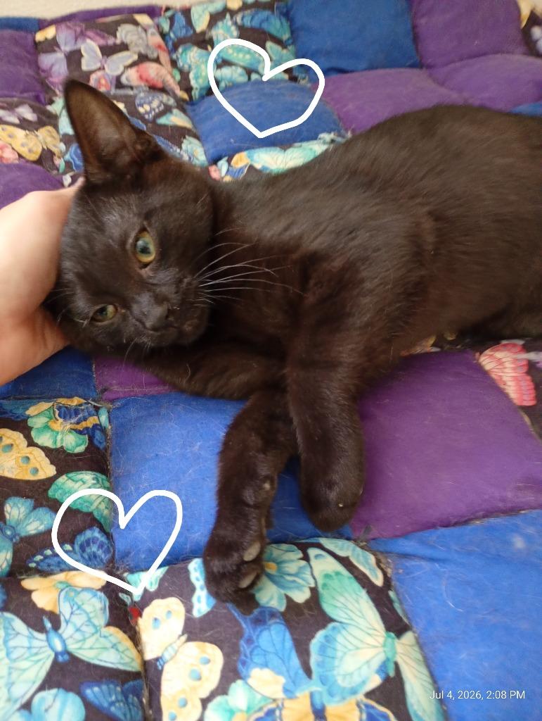 Magic, Adoptable, Kitten Male Domestic Short Hair.