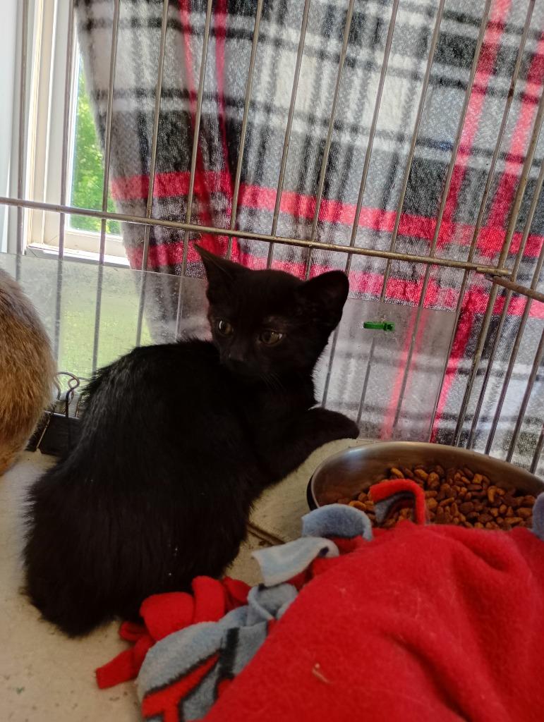 Magic, a Adoptable mixed breed in Saint James, MN image 2/3
