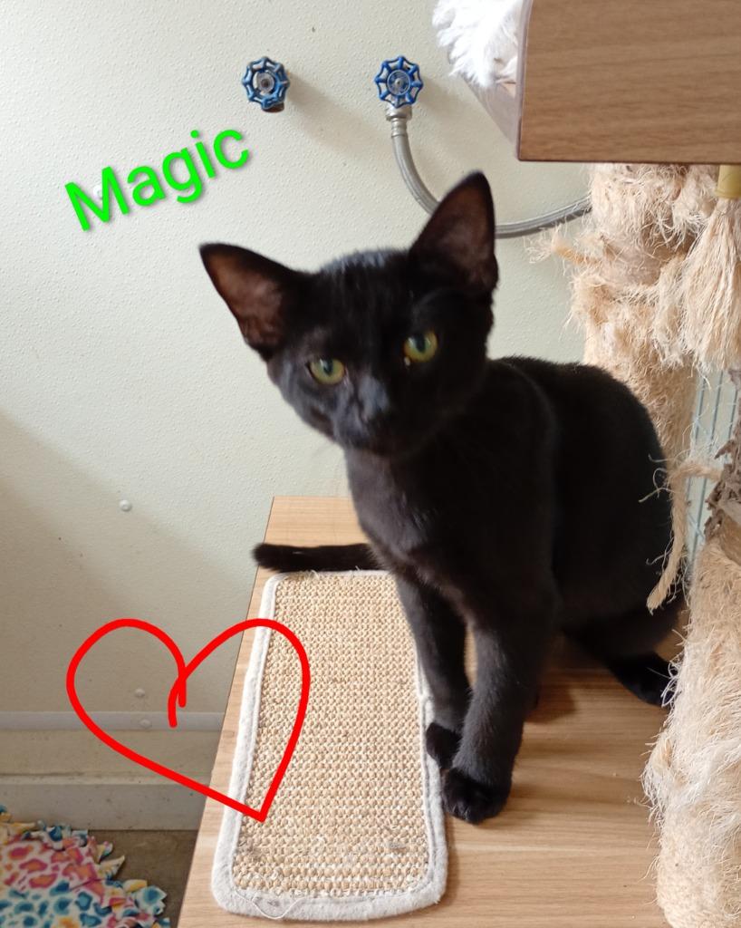 Magic, a Adoptable mixed breed in Saint James, MN image 3/4