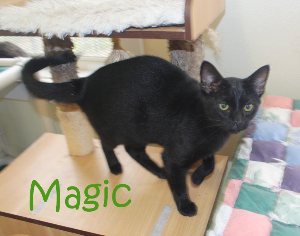 Enlarge Magic, a Adoptable mixed breed in Saint James, MN image 4/5
