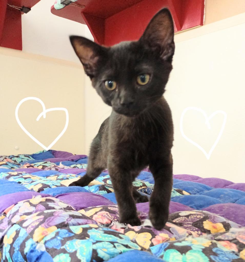 Magic, a Adoptable mixed breed in Saint James, MN image 3/3