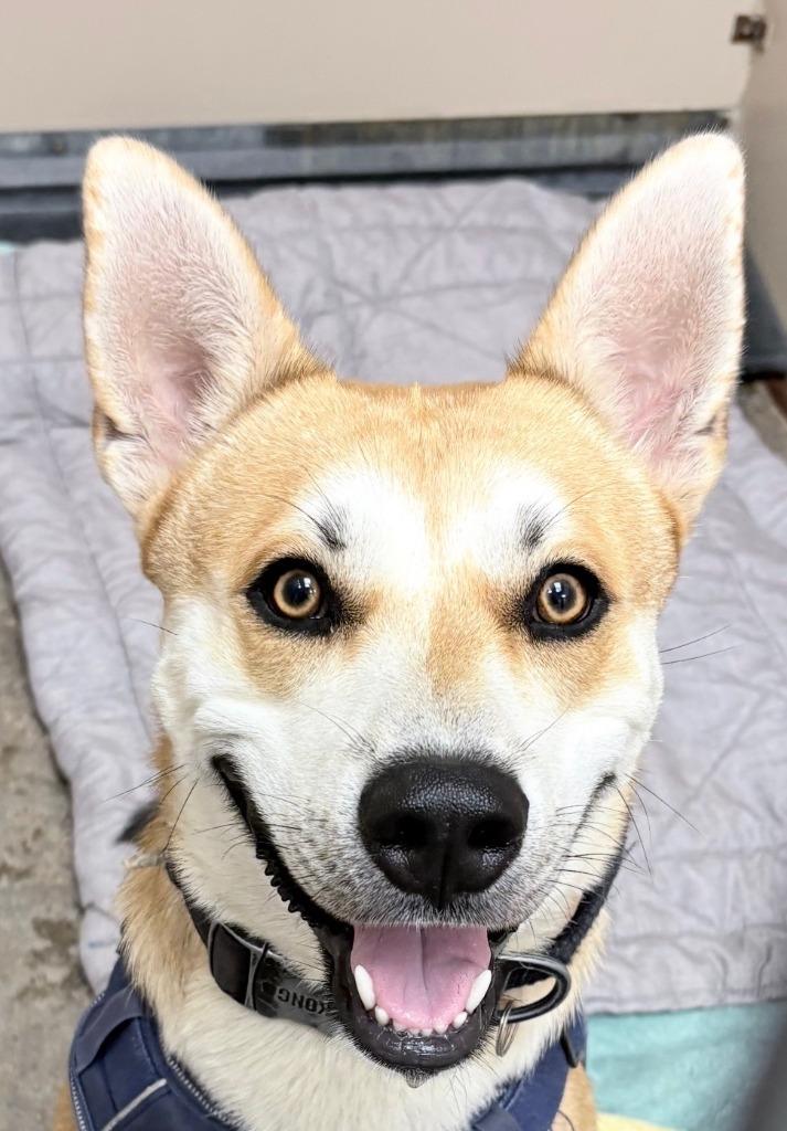 Shiloh, Adoptable, Young Male Shiba Inu & Husky.