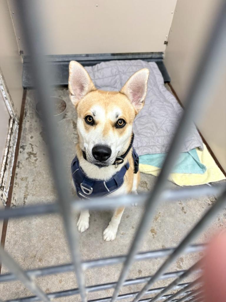 Enlarge Shiloh, a Adoptable mixed breed in Richland Hills, TX image 2/3