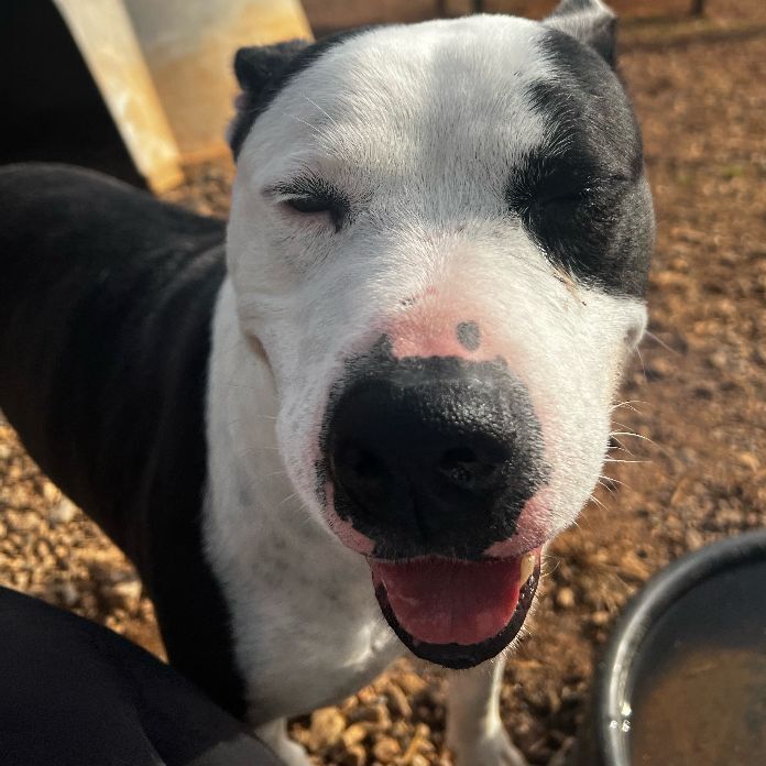 Champion, a Adoptable Pit Bull Terrier in Dawsonville, GA image 4/5