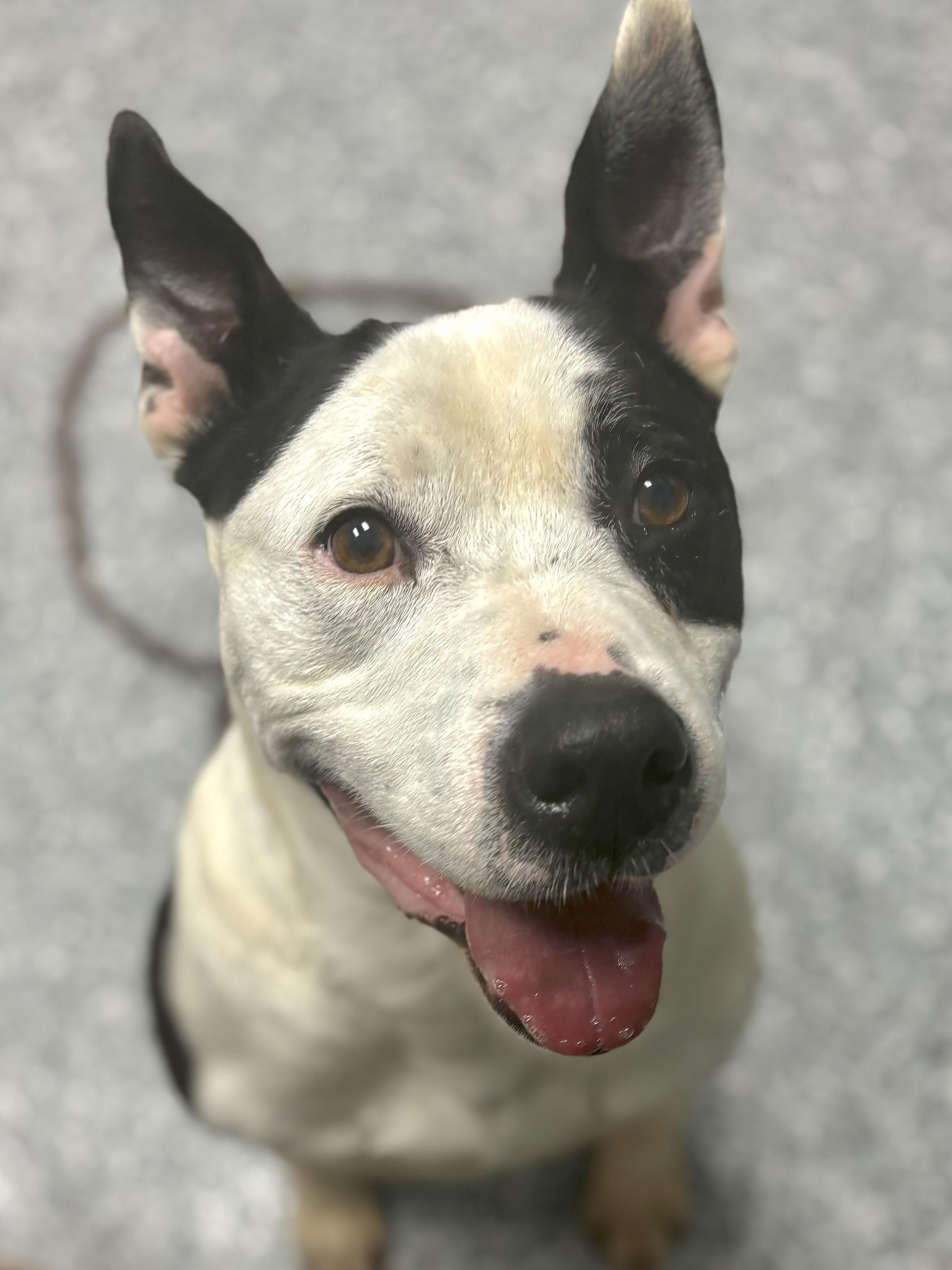 Champion, a Adoptable Pit Bull Terrier in Dawsonville, GA image 1/5