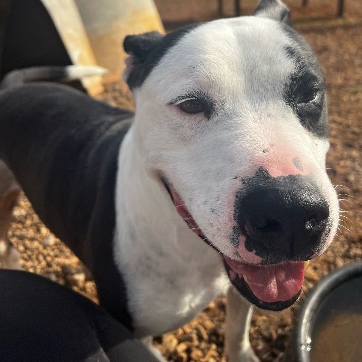 Champion, a Adoptable Pit Bull Terrier in Dawsonville, GA image 5/5
