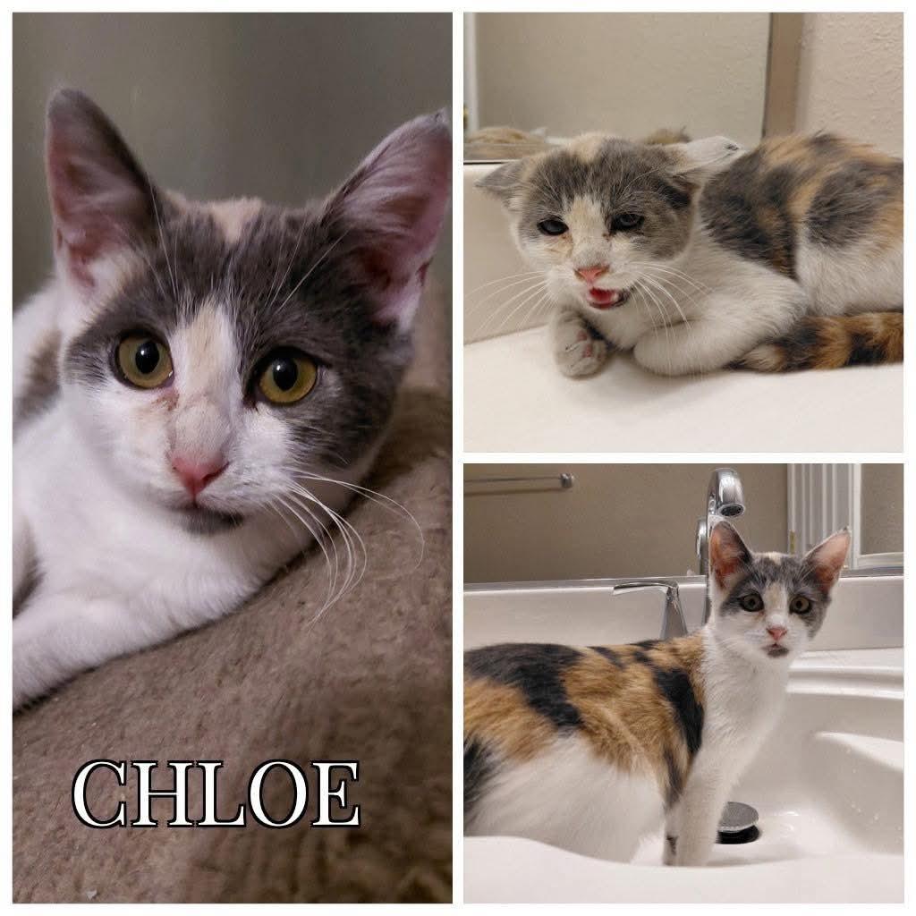 Chloe, adopted, Kitten Female Calico & Domestic Short Hair.