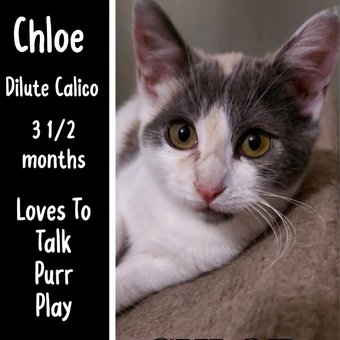 Enlarge Chloe, an adopted mixed breed in Fort Worth, TX image 2/2