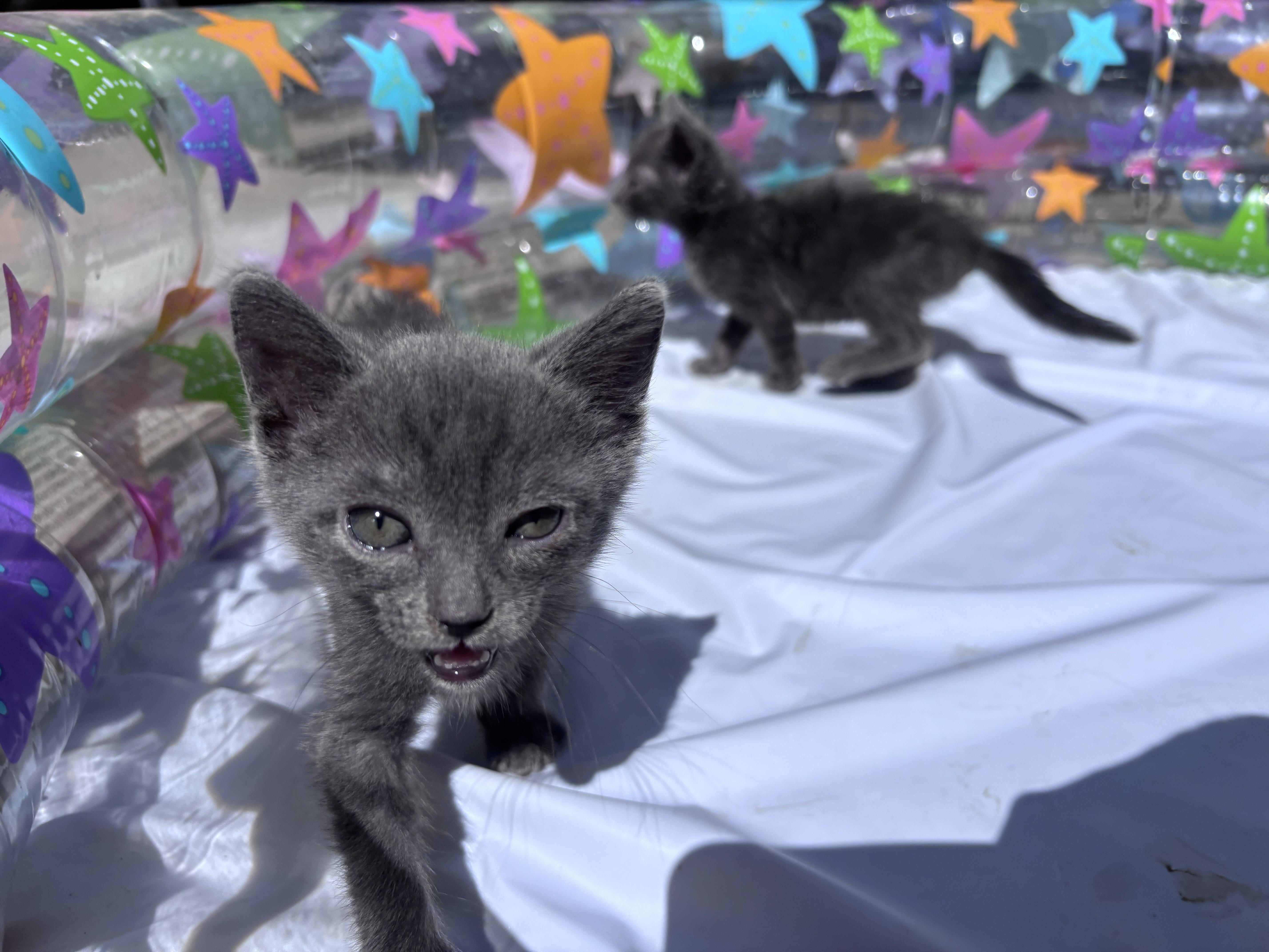 Enlarge Blue Crew, a Adopted Domestic Short Hair in Wildomar, CA image 3/3