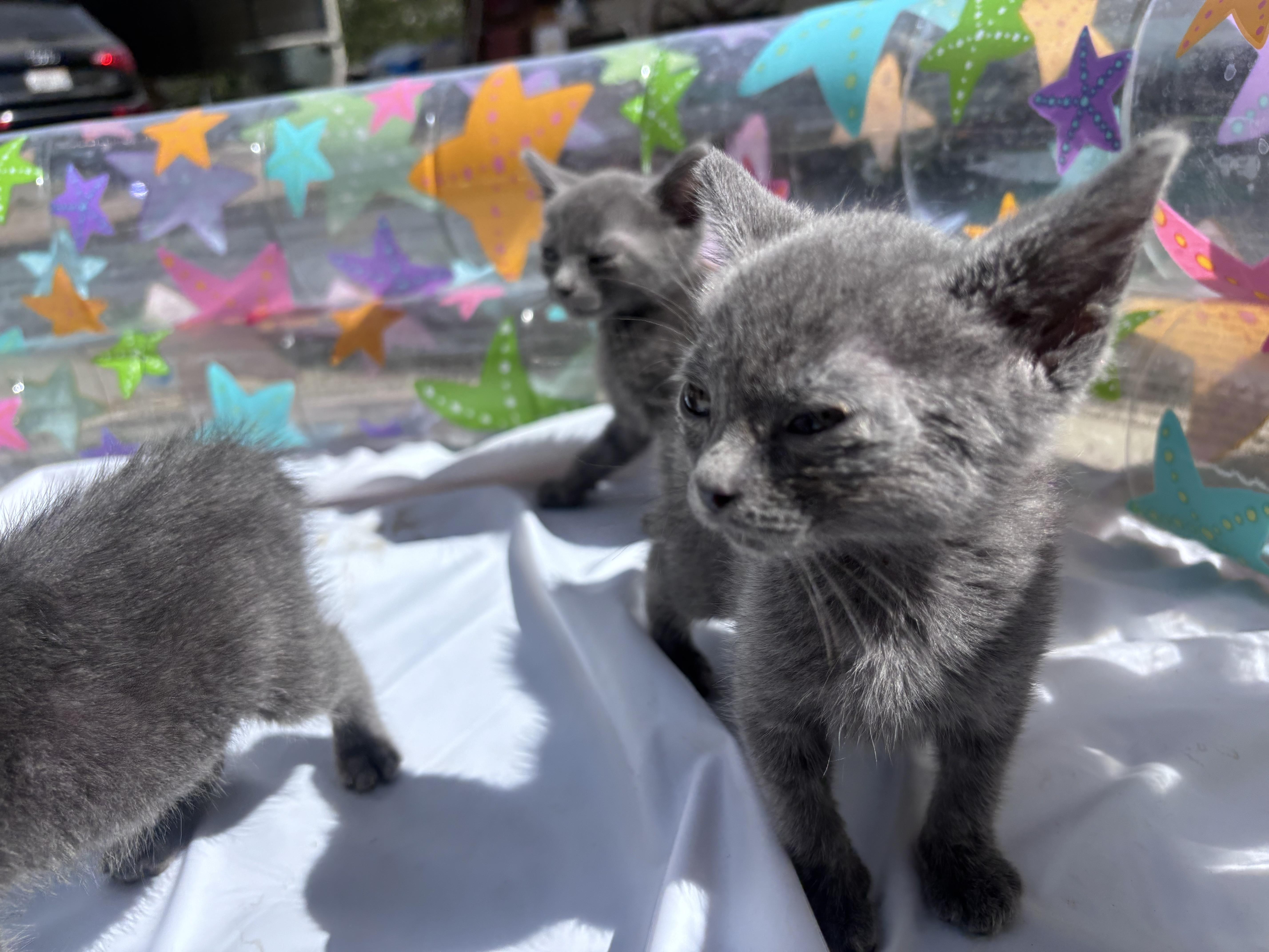 Enlarge Blue Crew, a Adopted Domestic Short Hair in Wildomar, CA image 2/3