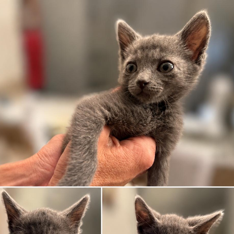 Blue Crew, Adopted, Kitten Male Domestic Short Hair.