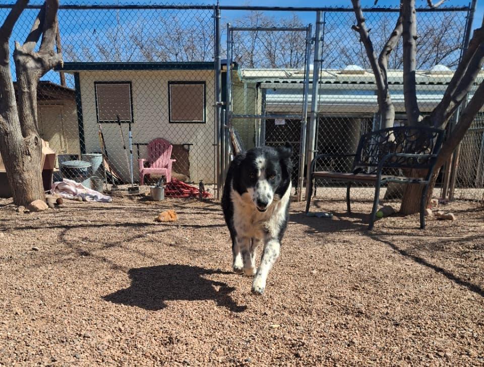 Enlarge Enya, an adopted Border Collie in Tombstone, AZ image 1/1