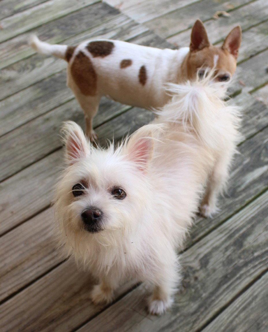 Mini Hufflepuff TX, Adoptable, Adult Female Terrier.