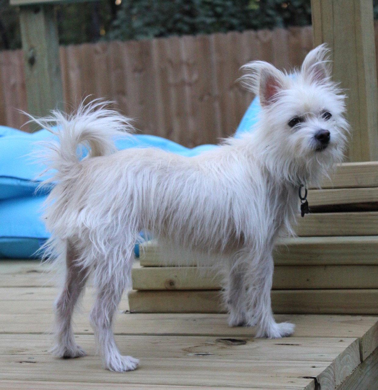 Enlarge Mini Hufflepuff TX, a Adoptable Terrier in Boonton, NJ image 2/3