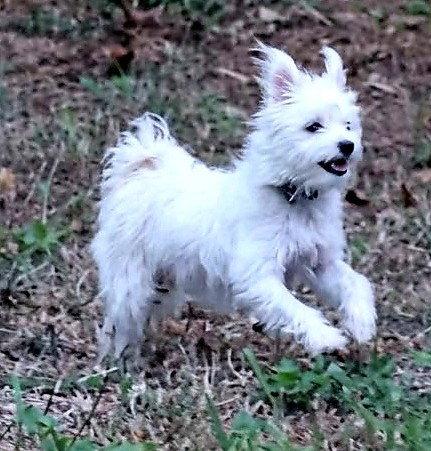 Enlarge Mini Hufflepuff TX, a Adoptable Terrier in Boonton, NJ image 3/3