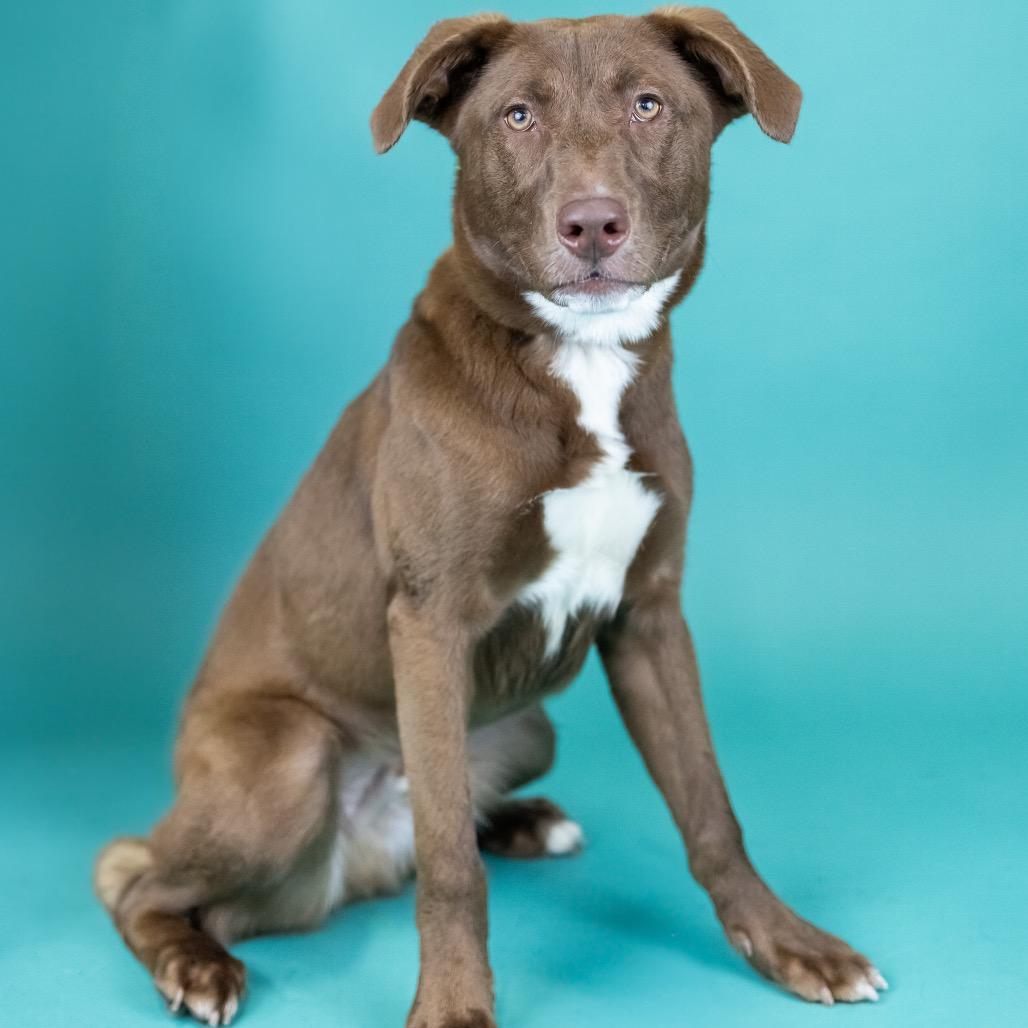 Apollo, Adoptable, Young Male Mixed Breed.