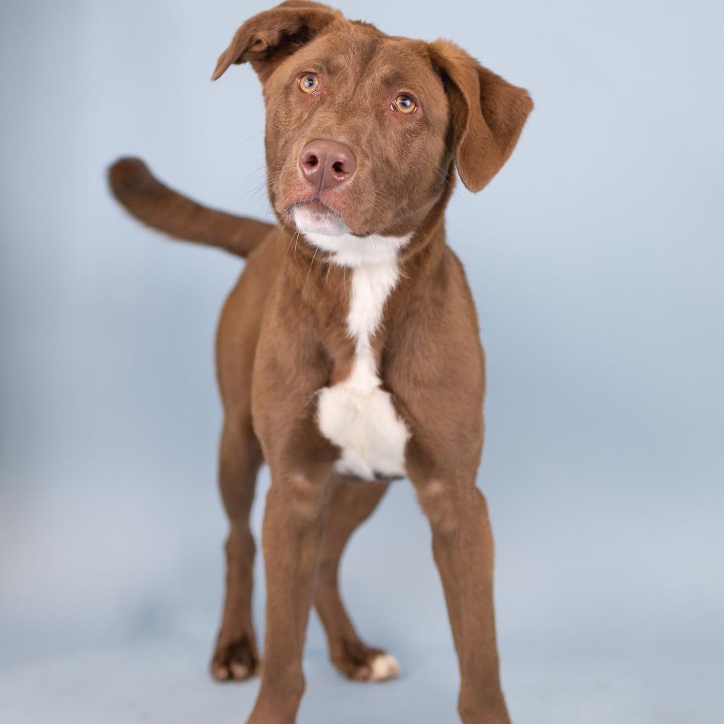 Enlarge Apollo, a Adoptable Mixed Breed in Portland, OR image 2/2