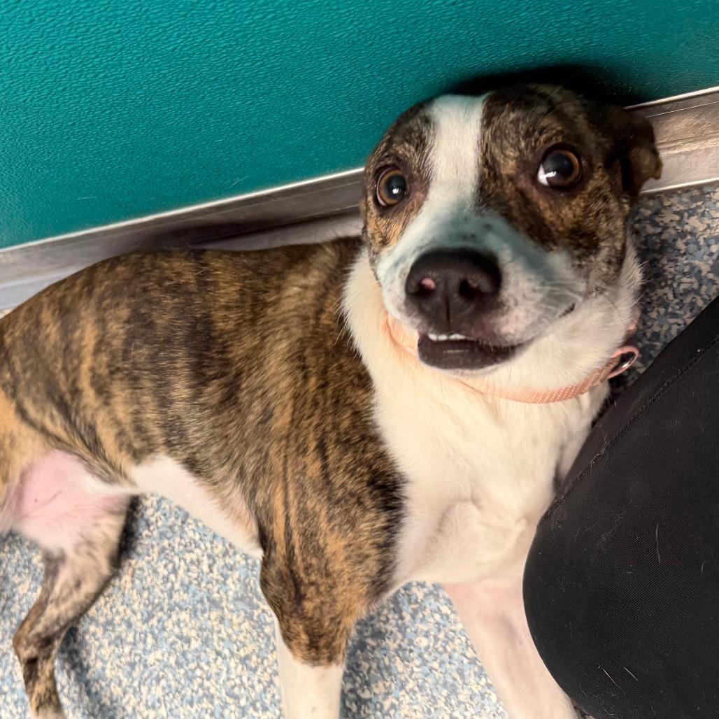 Roxie, Adoptable, Young Female Terrier.