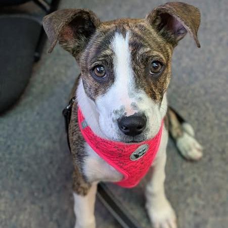 Roxie, a Adoptable Terrier in Stillwater, OK image 2/6
