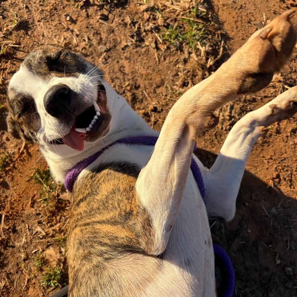 Roxie, a Adoptable Terrier in Stillwater, OK image 6/6