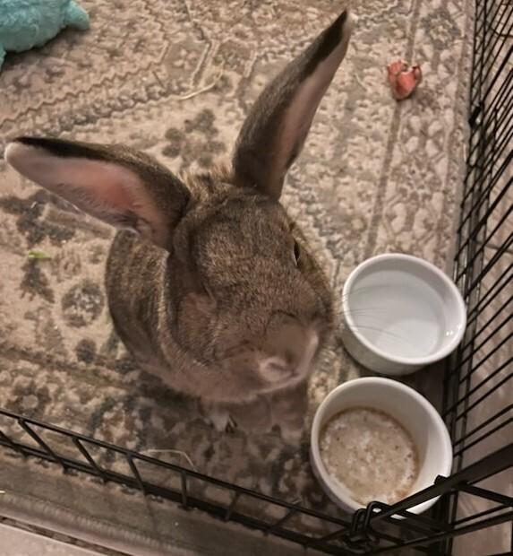 Enlarge Louise, a Adoptable Bunny Rabbit in Longwood, FL image 1/5