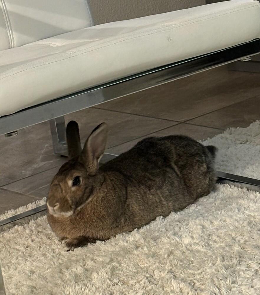 Louise, Adoptable, Adult Female Bunny Rabbit.