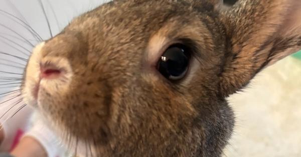 Enlarge Louise, a Adoptable Bunny Rabbit in Longwood, FL image 4/5