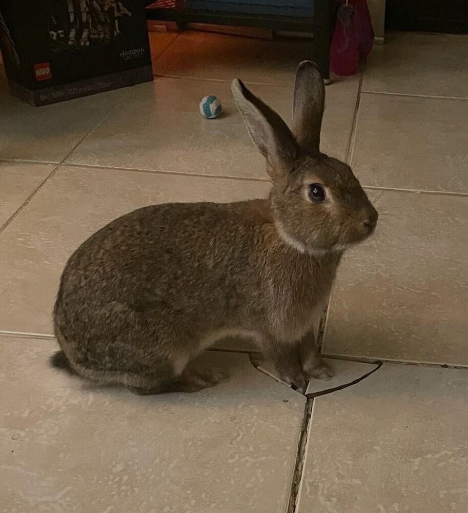 Enlarge Louise, a Adoptable Bunny Rabbit in Longwood, FL image 5/5