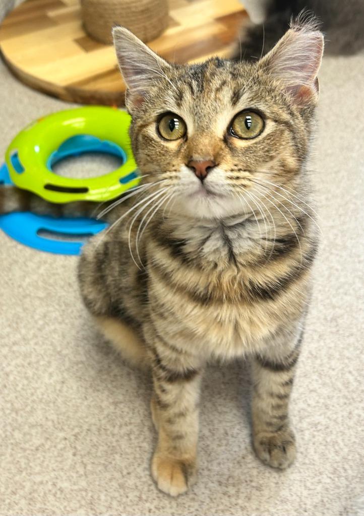 Enlarge Lavern, a Adoptable mixed breed in Madison, GA image 1/1