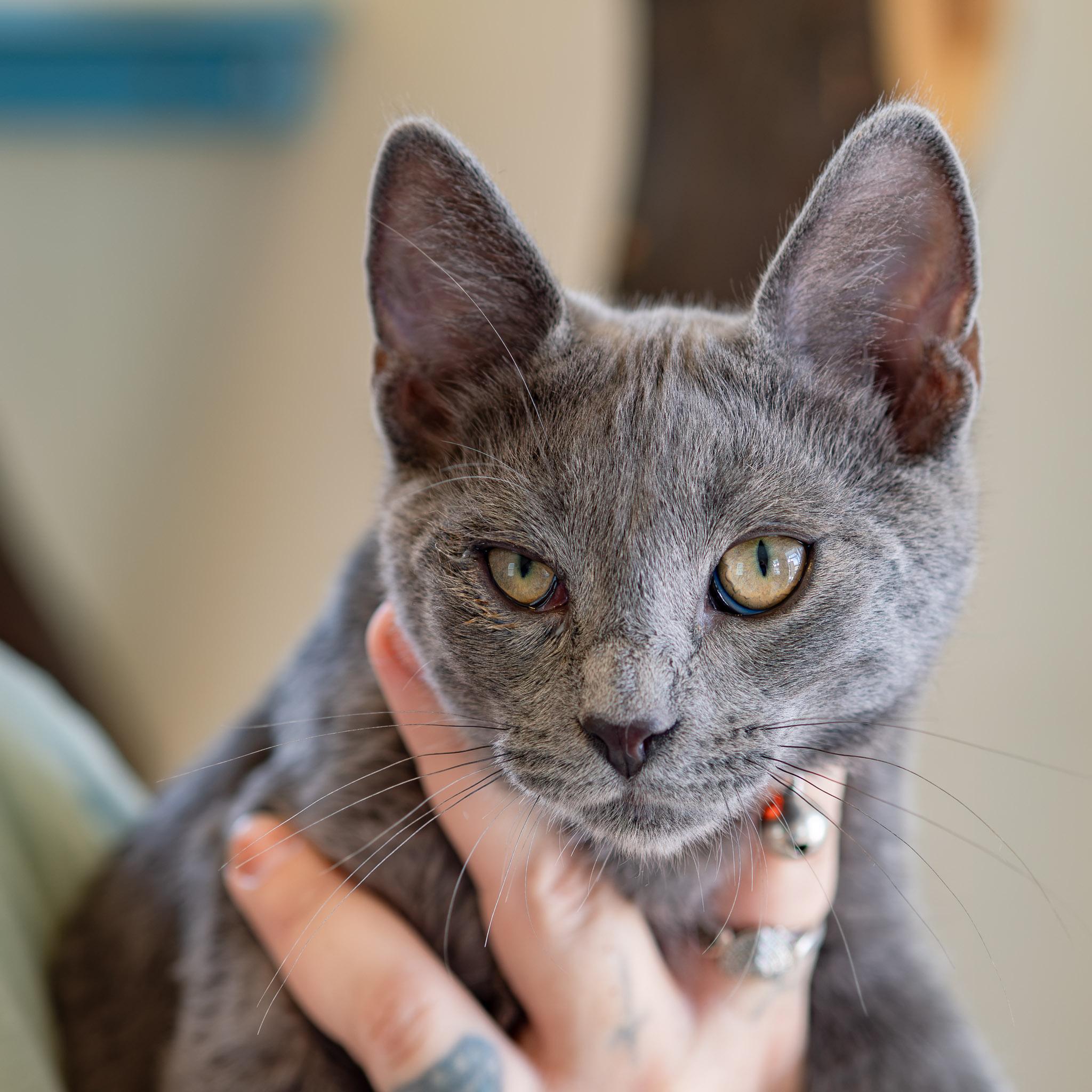 GRADY, adopted, Young Male Domestic Short Hair.