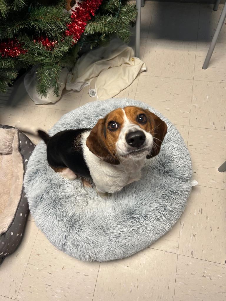 Dakota, Adoptable, Adult Male Beagle.