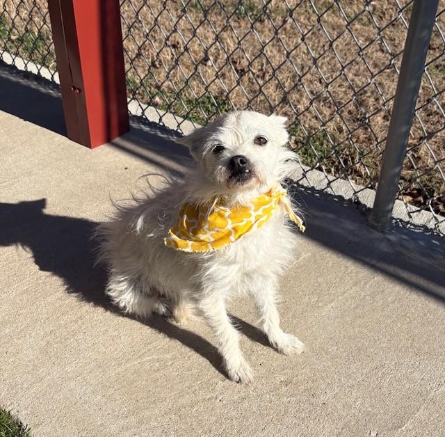 Enlarge Fifi, an adopted mixed breed in Fayetteville, AR image 1/4