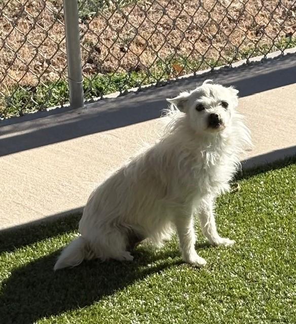 Enlarge Fifi, an adopted mixed breed in Fayetteville, AR image 2/4