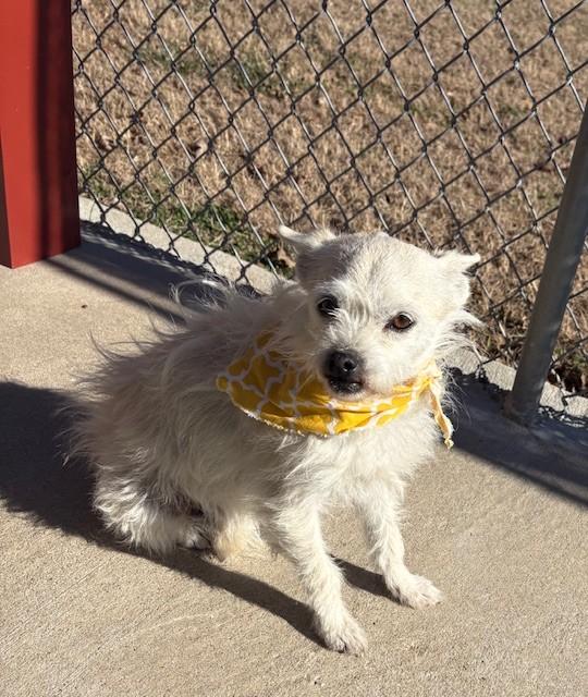 Enlarge Fifi, an adopted mixed breed in Fayetteville, AR image 3/4