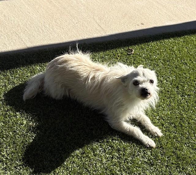 Enlarge Fifi, an adopted mixed breed in Fayetteville, AR image 4/4