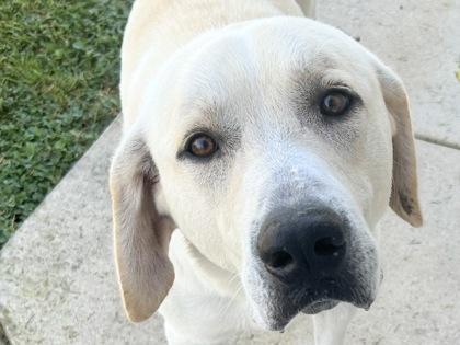 Polo, adopted, Adult Male Mixed Breed.