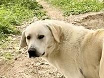 Polo, an adopted Mixed Breed in Georgetown, TX image 2/2