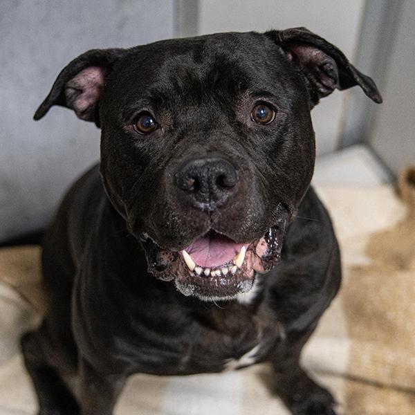 Enlarge Admiral Ackbar, a Adoptable mixed breed in Des Moines, IA image 3/5