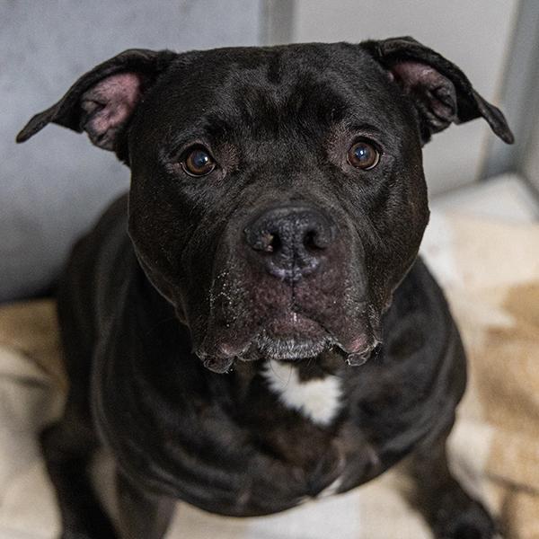 Enlarge Admiral Ackbar, a Adoptable mixed breed in Des Moines, IA image 4/5