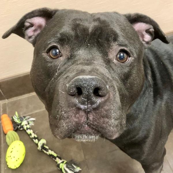 Enlarge Admiral Ackbar, a Adoptable mixed breed in Des Moines, IA image 5/5