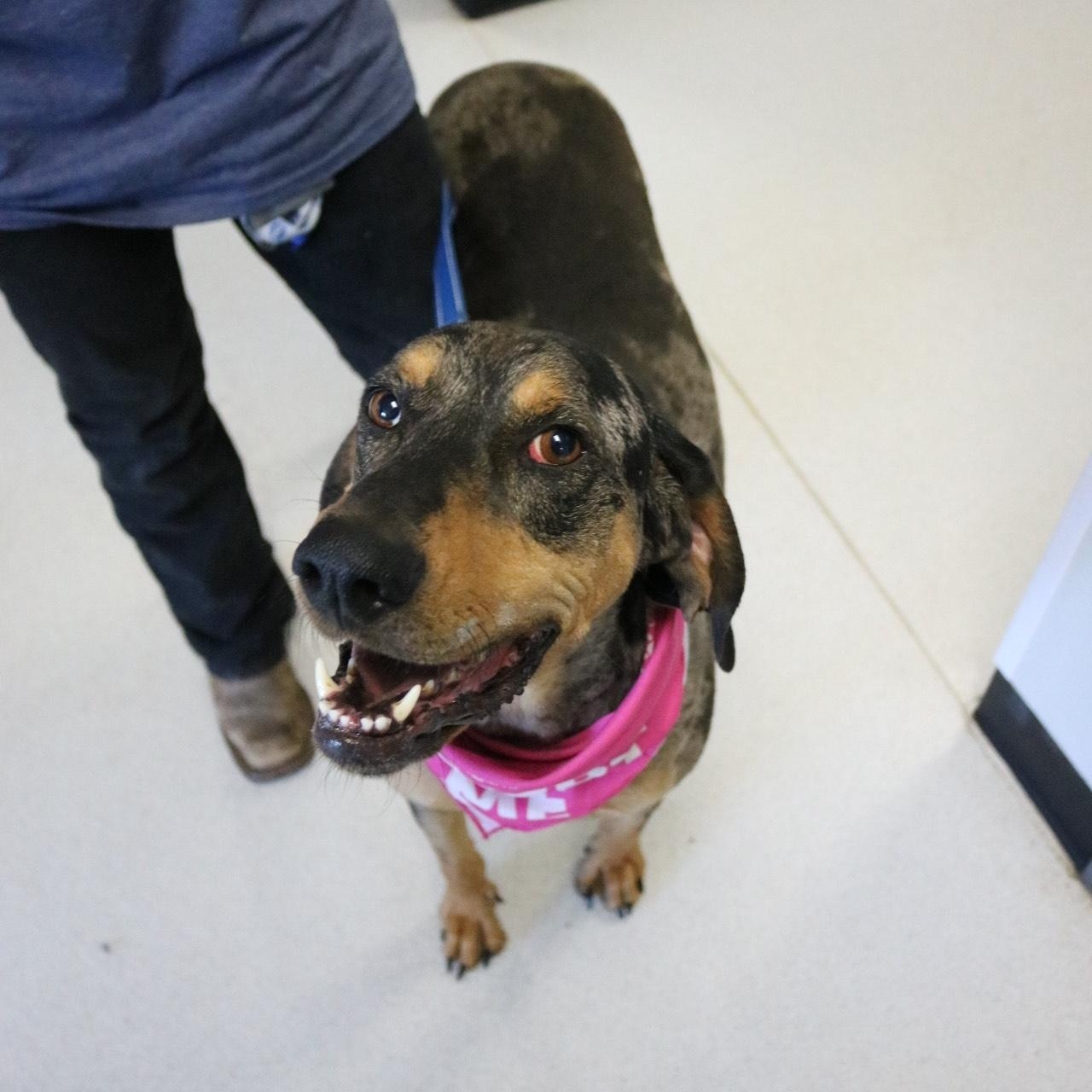 Chinook, an adoptable Catahoula Leopard Dog in La Grande, OR, 97850 | Photo Image 4