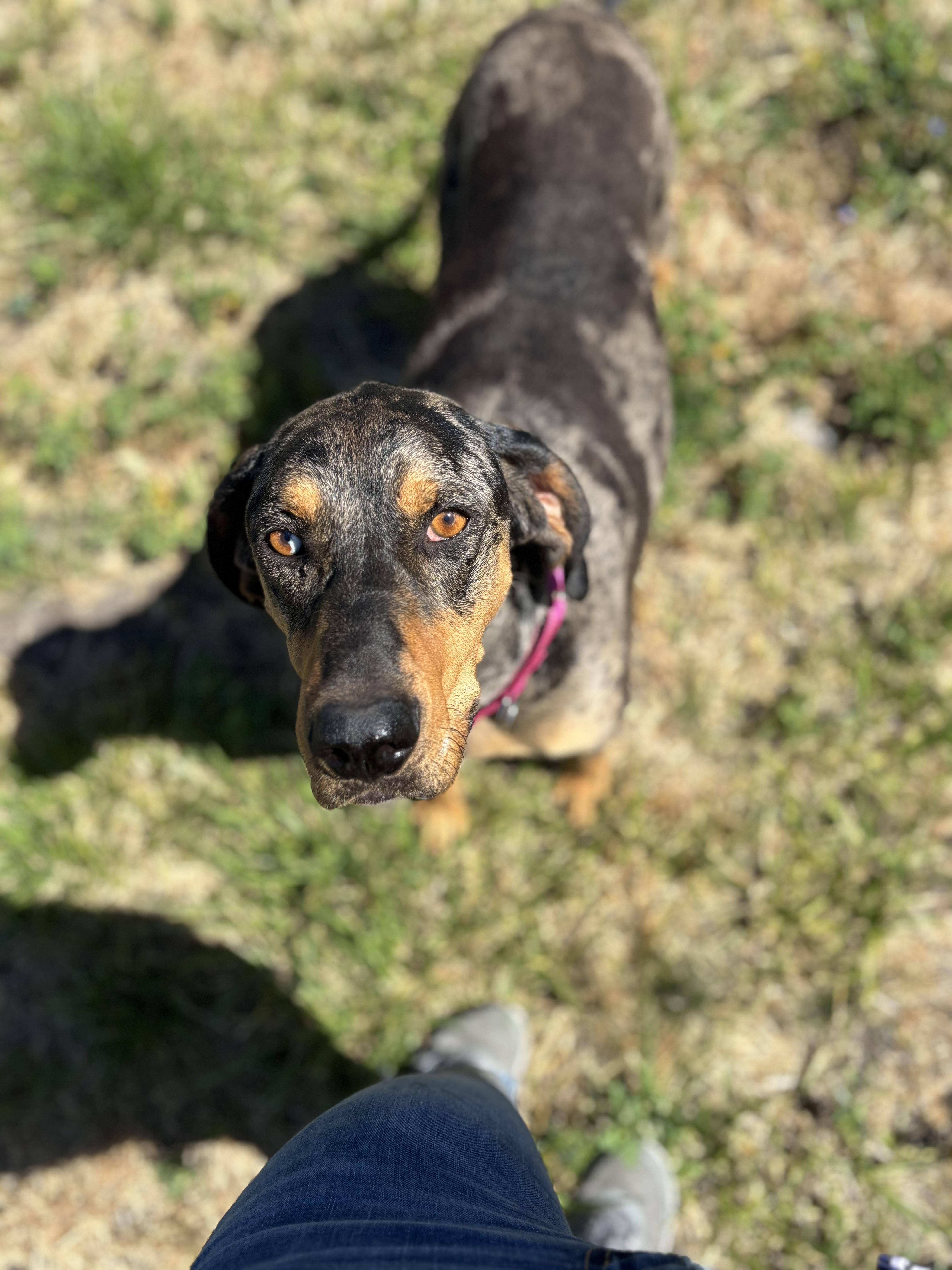 Chinook, an adoptable Catahoula Leopard Dog in La Grande, OR, 97850 | Photo Image 1