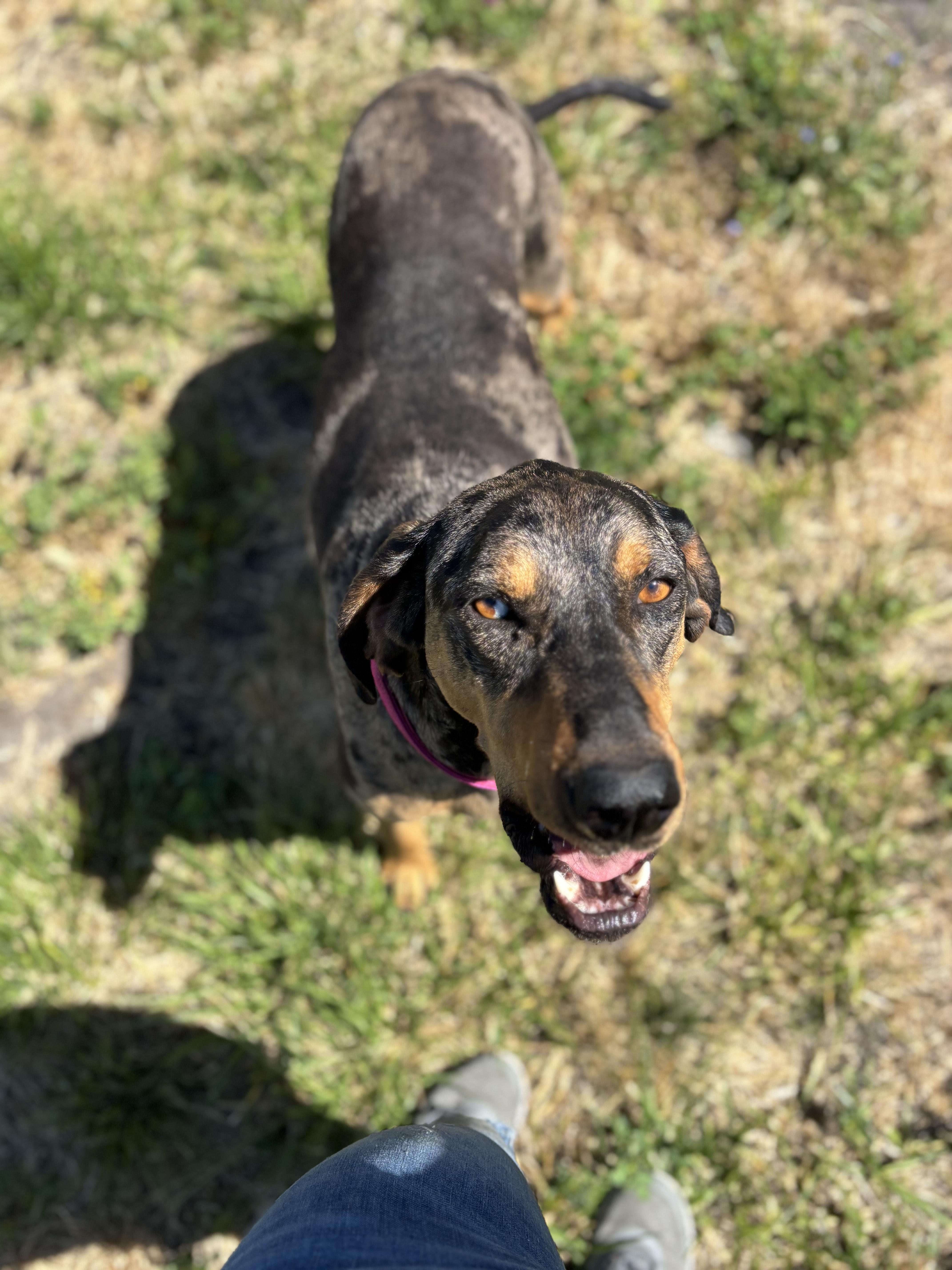 Chinook, an adoptable Catahoula Leopard Dog in La Grande, OR, 97850 | Photo Image 3