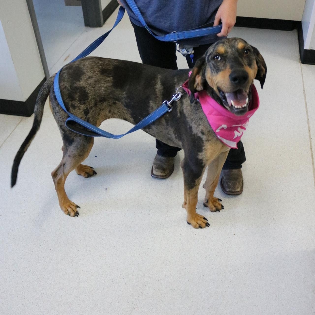 Chinook, an adoptable Catahoula Leopard Dog in La Grande, OR, 97850 | Photo Image 2